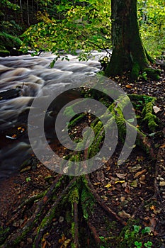 Tree roots covered moss