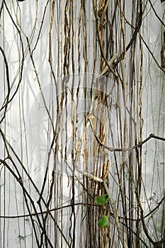 Tree roots covered white wall