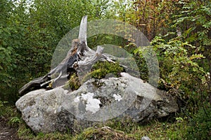 Tree roots on the stone. Slovakia