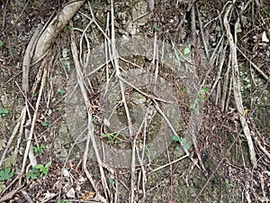 Tree Roots Creeping on the Ground Entangling Other Roots on the Cliff& x27;s Edge