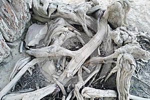 Tree roots. This is cypress Taxodium distichum at the bottom of a dry lake