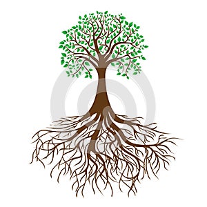 Tree with roots and dense foliage, vector