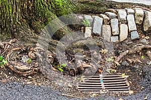 Tree Roots Drain Cobblestones NYC