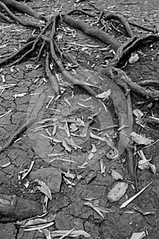 Tree roots on dry cracked soil, black and white photo