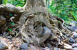 Tree roots