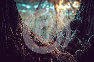 Tree roots that emerged when the water receded from the lake at sunrise photo