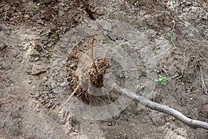 Tree Roots emerging out of earth after de rooting of tree