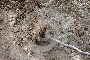 Tree Roots emerging out of earth after de rooting of tree photo