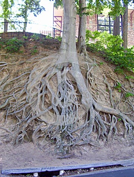 Tree Roots Exposed