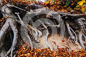 Tree roots exposed