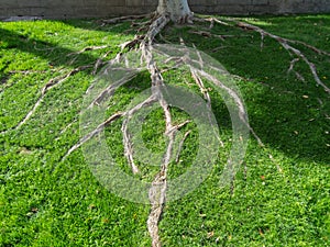 Tree roots in the lawn