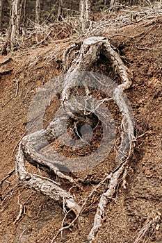 Tree Roots Exposed Due to Soil Erosion