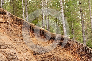 Tree Roots Exposed Due to Soil Erosion