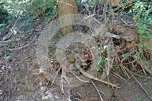 Tree roots exposed due to water erosion