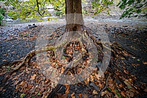 Tree roots exposed on the edge of Fall creek at the base of Ithaca falls, New York