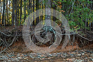 Tree roots exposed erosion