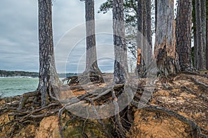 Tree roots exposed from erosion