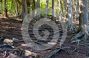 Tree roots that are exposed and gnarly in a lakeside park