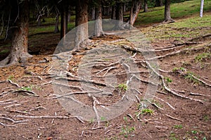 Tree roots exposed on the ground