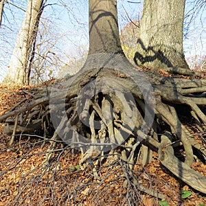 Tree roots