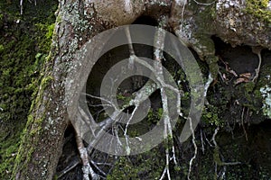 Tree roots exposed on hillside