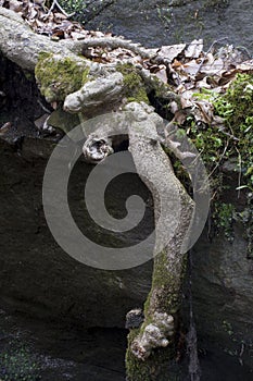 Tree roots exposed on hillside