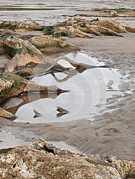 Tree roots exposed on sandy ocean beach