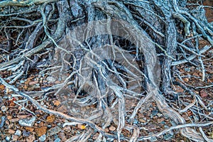 Tree roots exposed at the shoreline closeup