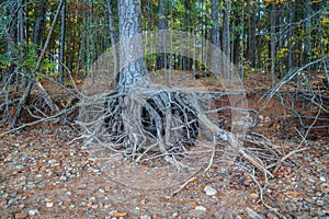 Tree roots exposed at the shoreline