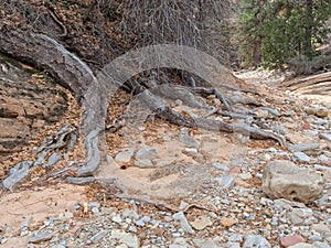 Tree roots exposed in a wash in Zion