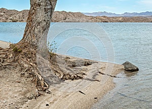 Tree roots exposed by the water