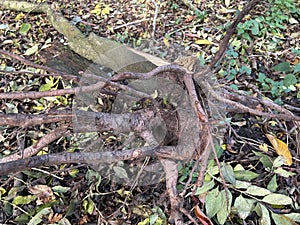 Tree Roots and Fallen Branches Cover the Forest Floor in Autumn Light