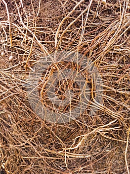 tree roots or fibers that arise at the bottom of the soil