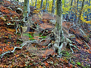 Tree roots in a forest in Matagalls mountains of the Montseny Massif, Catalonia, Spain