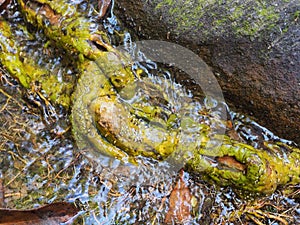 Tree roots on a forest stream