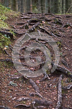 Tree roots in the forest.Wild forest, weird trees, roots and mossy rocks.Ecology, Nature concept. Vertical photo photo