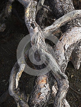 Tree roots form abstract design