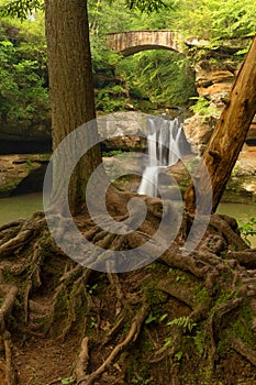 Tree roots in front of Upper Falls at Old Man's Cave, Hocking Hills State Park, Ohio.