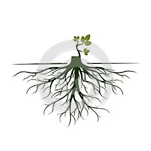 Tree Roots and germinate limb. Roots of plants. Vector Illustration