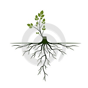 Tree Roots and germinate limb. Roots of plants. Vector Illustration