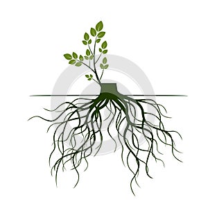 Tree Roots and germinate limb. Roots of plants. Vector Illustration