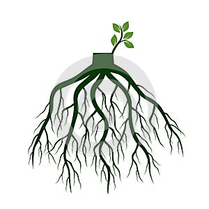 Tree Roots and germinate limb. Roots of plants. Vector Illustration