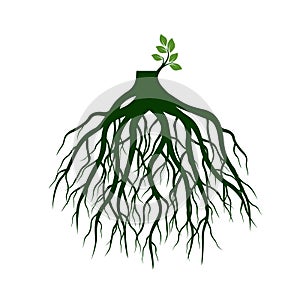 Tree Roots and germinate limb. Roots of plants. Vector Illustration