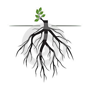 Tree Roots and germinate limb. Roots of plants. Vector Illustration