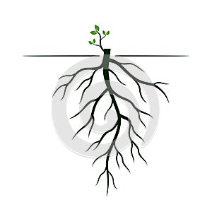 Tree Roots and germinate limb. Roots of plants. Vector Illustration