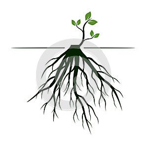 Tree Roots and germinate limb. Roots of plants. Vector Illustration