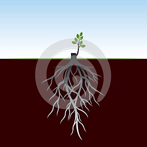 Tree Roots and germinate limb. Roots of plants. Vector Illustration