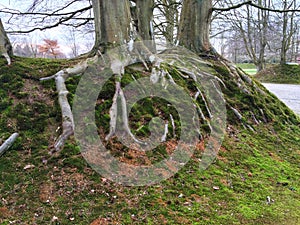 Nature Tree roots in a grass verge