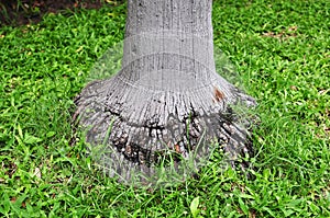 Tree roots and green forest