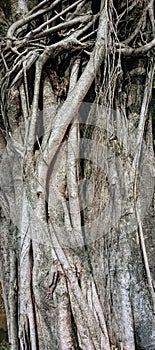 Tree With Roots Green Forest Branches